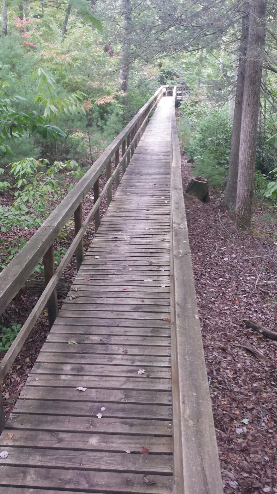 Long wood walkway with handrails built through the woods in Lake